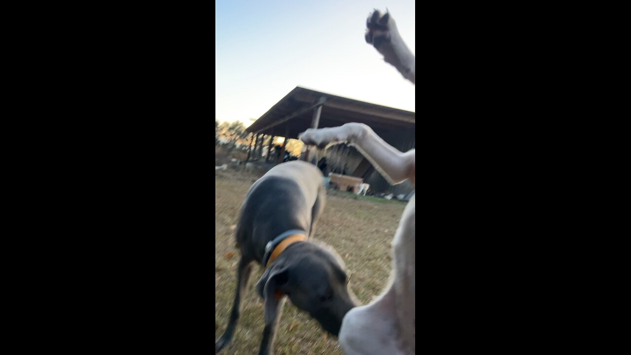 We let those Hotrod puppies out to play.