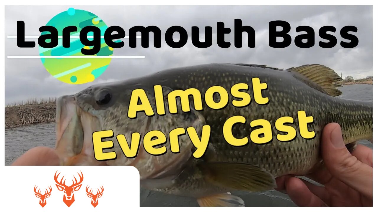 Sightfishing Largemouth Bass | Almost Every Cast | 44yr Old Drift Boat | Small Montana Pond