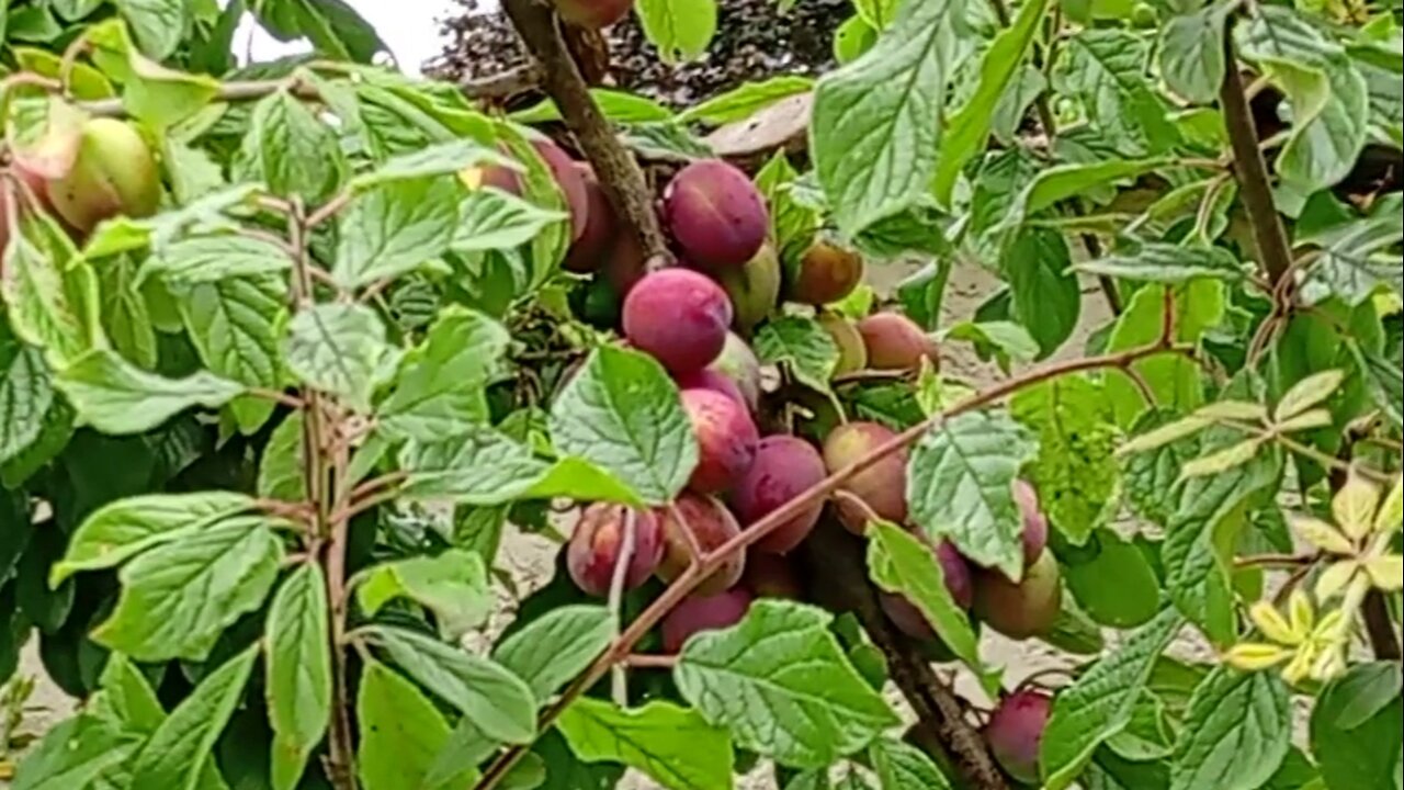 #july , wild , #plums . #hike , #nature , #hammock ,