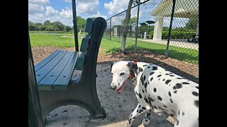 Luna at the Dog Park