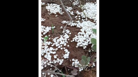 pahadi futi india chicken deshi maal