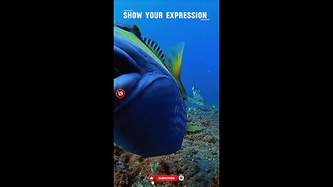 FAKTA UNIK !!! Titan Triggerfish...#faktaunik