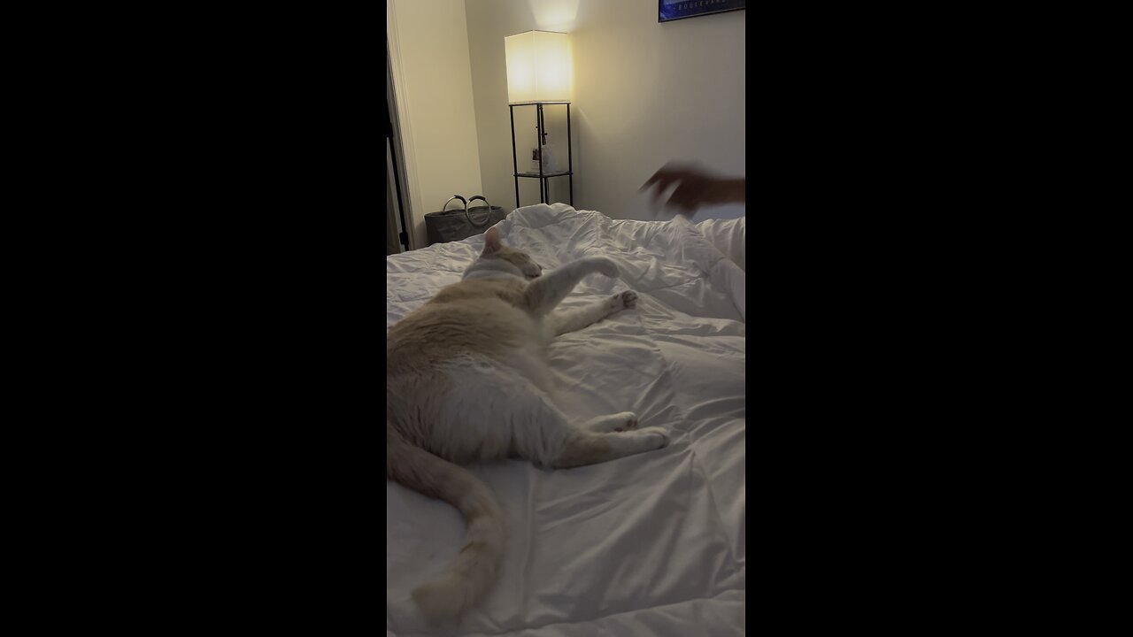 Feisty Cat 🐈 😆
