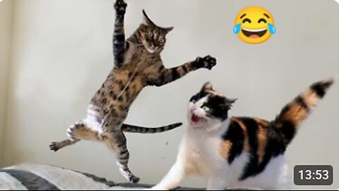 Try not to laugh 😂 funniest animal video 🐱🐶