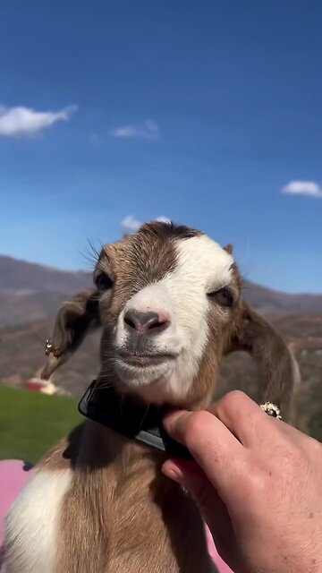 funny completion goat video all time fun