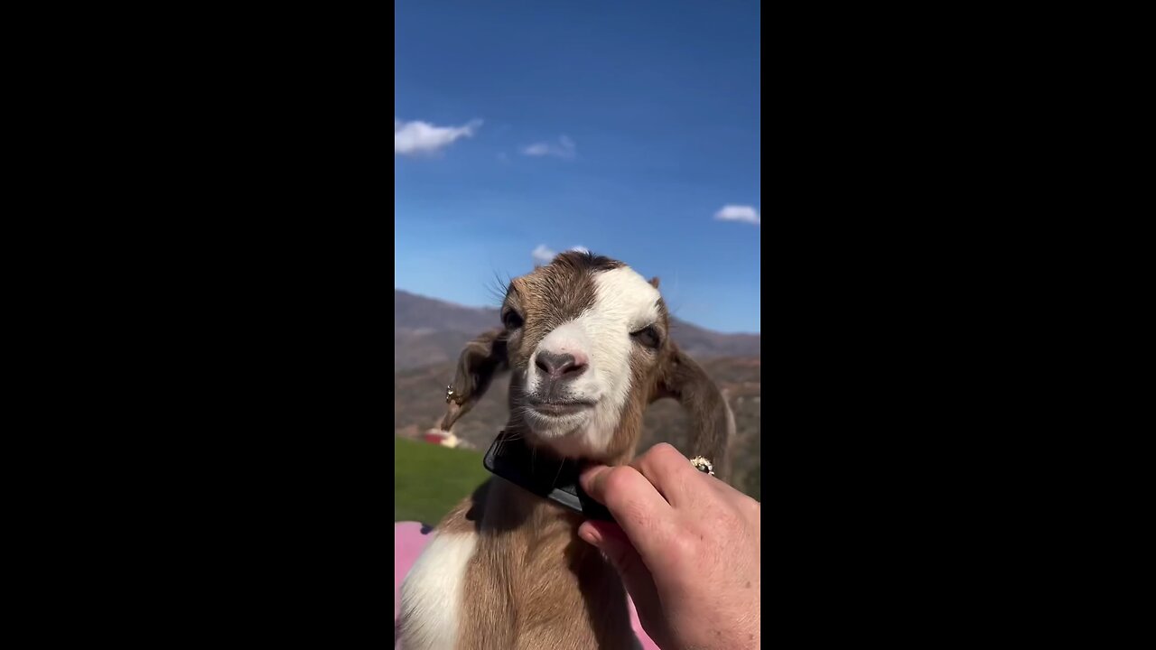 funny completion goat video all time fun
