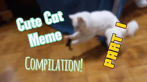 Is This the CUTEST Cat on the Internet?!