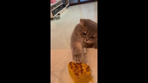 funny cat