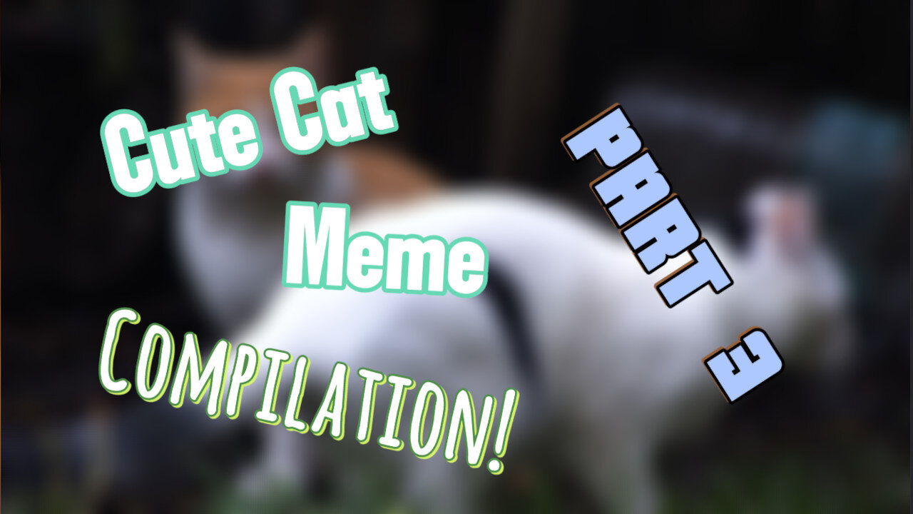 Get Ready to "Aww"! The ULTIMATE Compilation of Adorable Cat Memes!