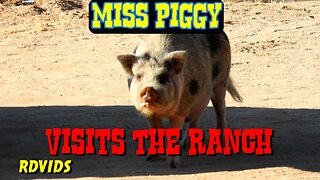 Miss Piggy Wandering The Desert, Visits The Ranch