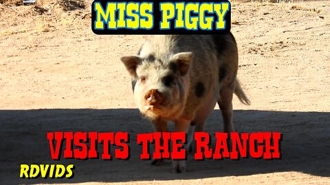 Miss Piggy Wandering The Desert, Visits The Ranch