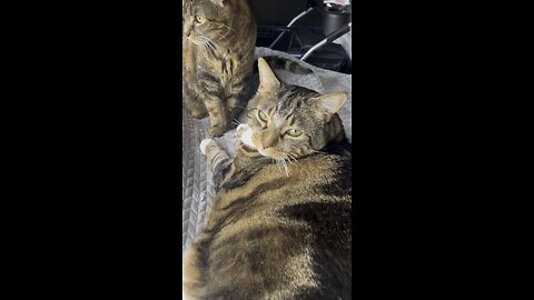 The Fye Kitties checking in… Happy Tuesday, friends! 🐾