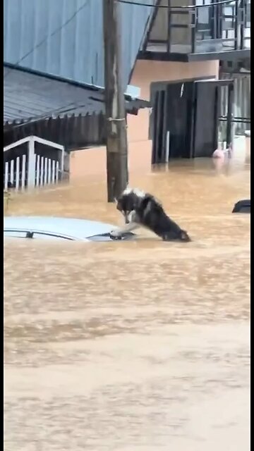 HEART-WRENCHING: Residents helped rescue a dog stranded on top of