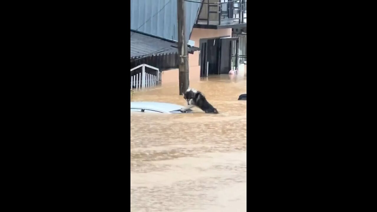 HEART-WRENCHING: Residents helped rescue a dog stranded on top of