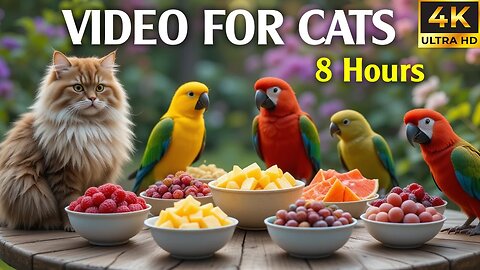 Video for Cats to Watch Bird - Real Birds on the Screen Relaxing Video for Cats to Enjoy