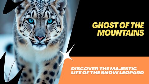 Why Snow Leopards Are Nature’s Most Elusive Big Cats