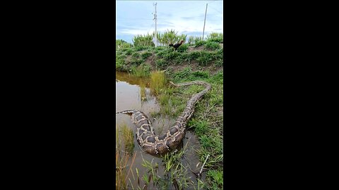 snake in a position to swallow hen🥱🥺