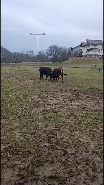 Mali Medonja od Smole vs Afrika od Amel Hido 2025