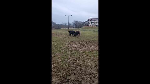 Mali Medonja od Smole vs Afrika od Amel Hido 2025