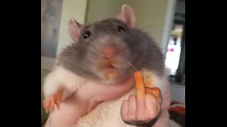 SEASON OF THE RAT - JUDE DEEP DIVE 11/12/25