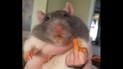 SEASON OF THE RAT - JUDE DEEP DIVE 11/12/25