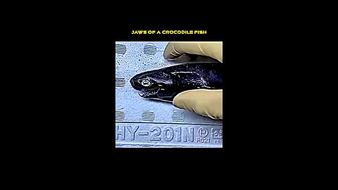 Jaws of crocodile fish