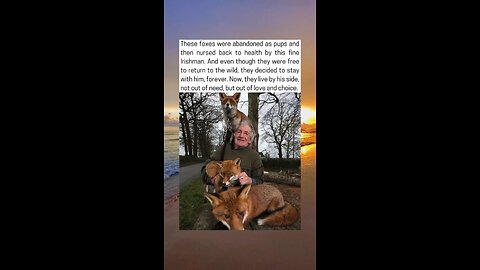 Foxes Find a Forever Home