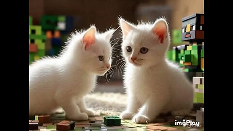 Cute Cat Picture 