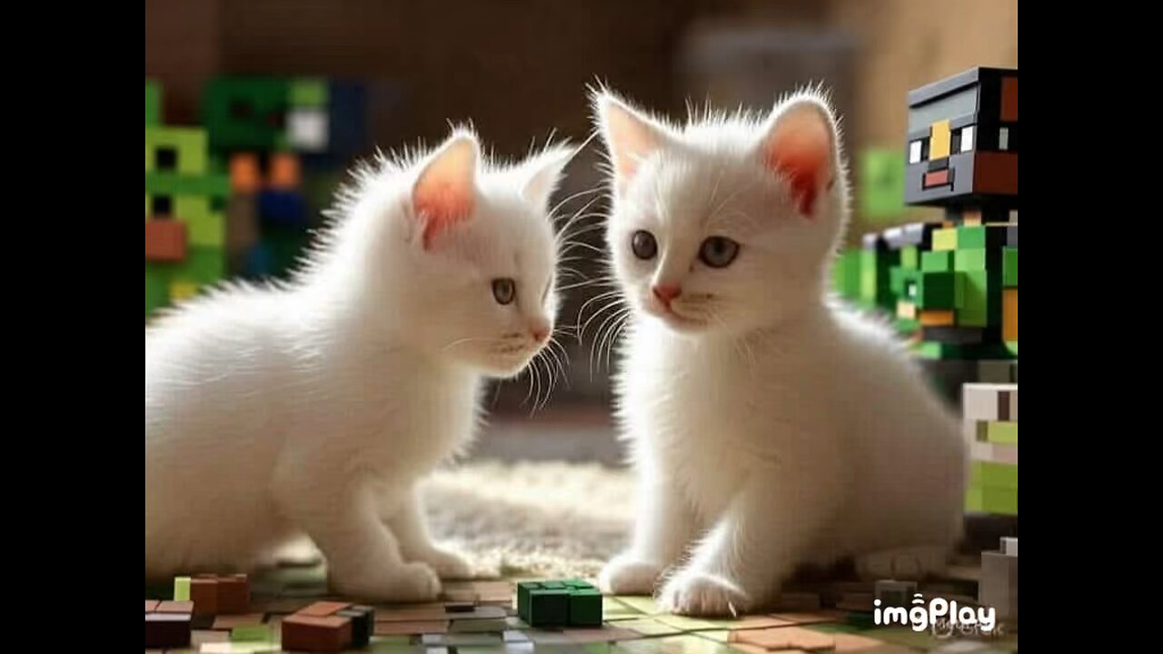 Cute Cat Picture