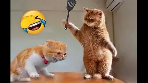 Funniest Cats & Dogs of 2025 – Try Not to Laugh! Part-7