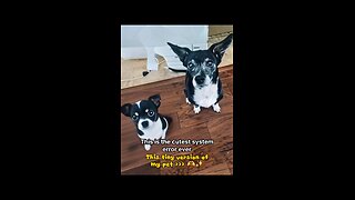 AI Created a Mini Pepper – Did My Dog Just Photocopy Herself?!