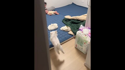 A dog's child is scaring a human being #viralrumble #tranding #video #dog