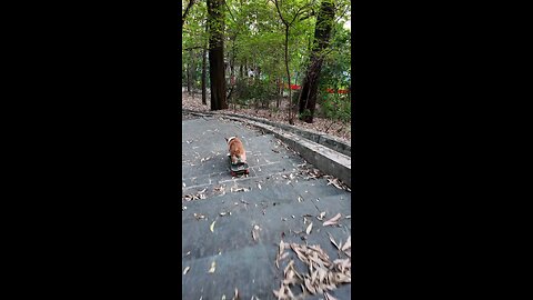 Corgi skateboarding 🛹🎠 Skills are better than mine 😂