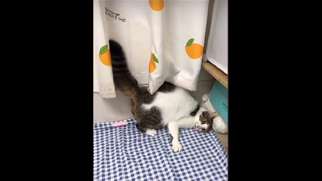 Our playful cats!