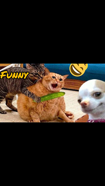 Cute 🐕 animals 🐶💖