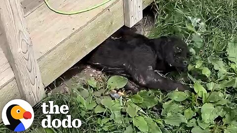 Couple Rescues The Skinniest Puppy From Under A House | The Dodo