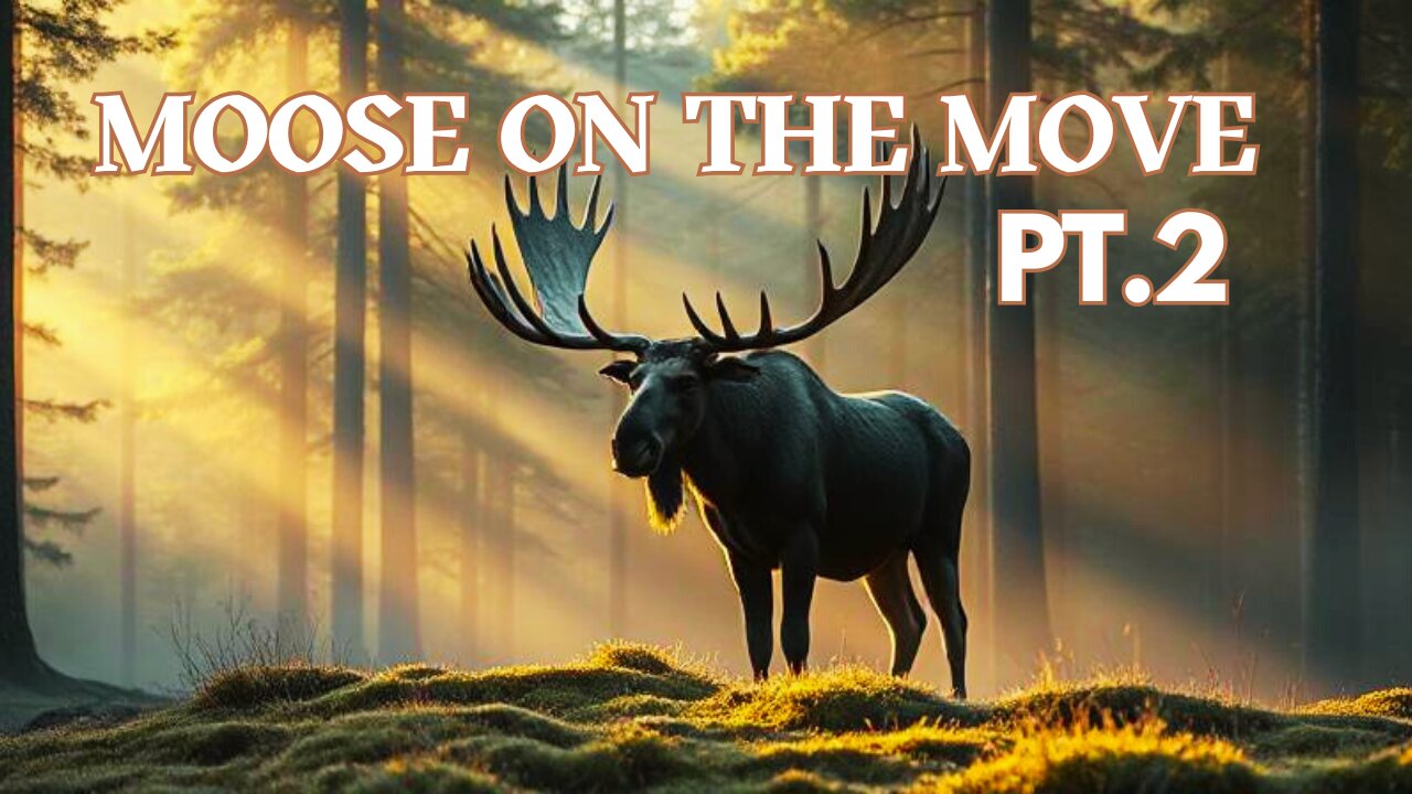 Moose On The Move - A Toddler Song About a Calm Moose!