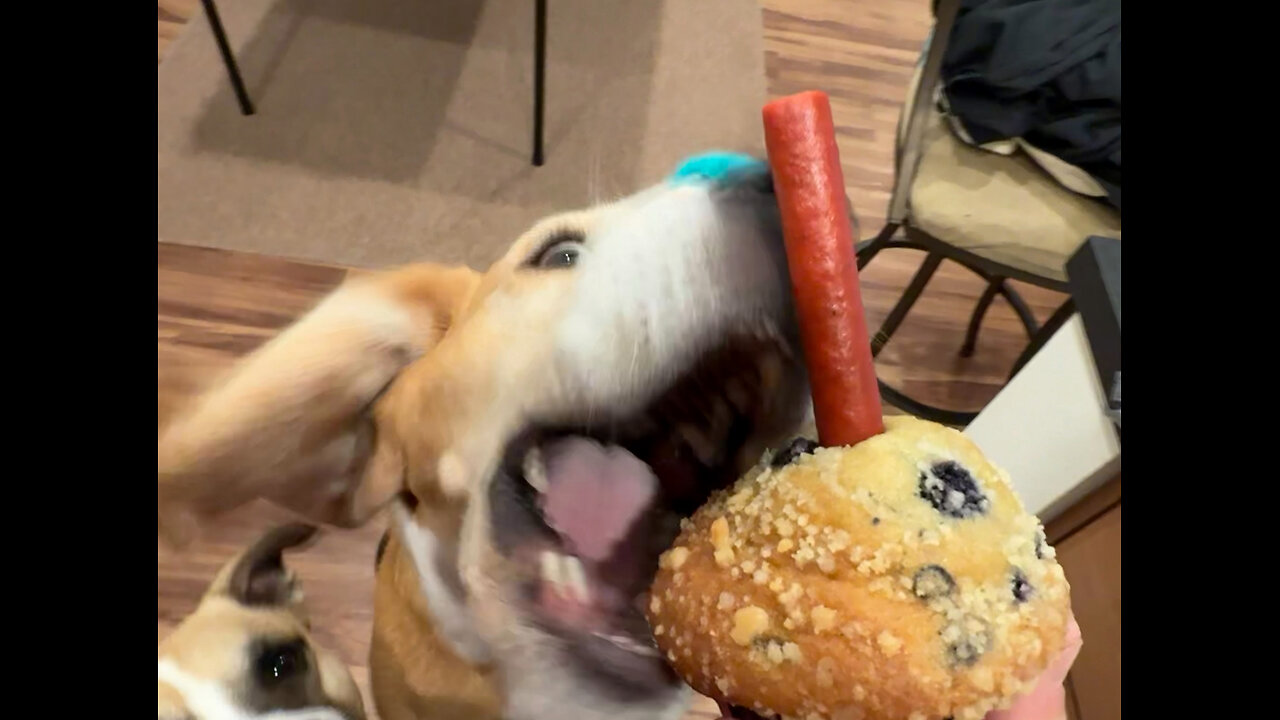 Truckin Beagle has a birthday