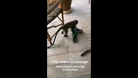 🐒