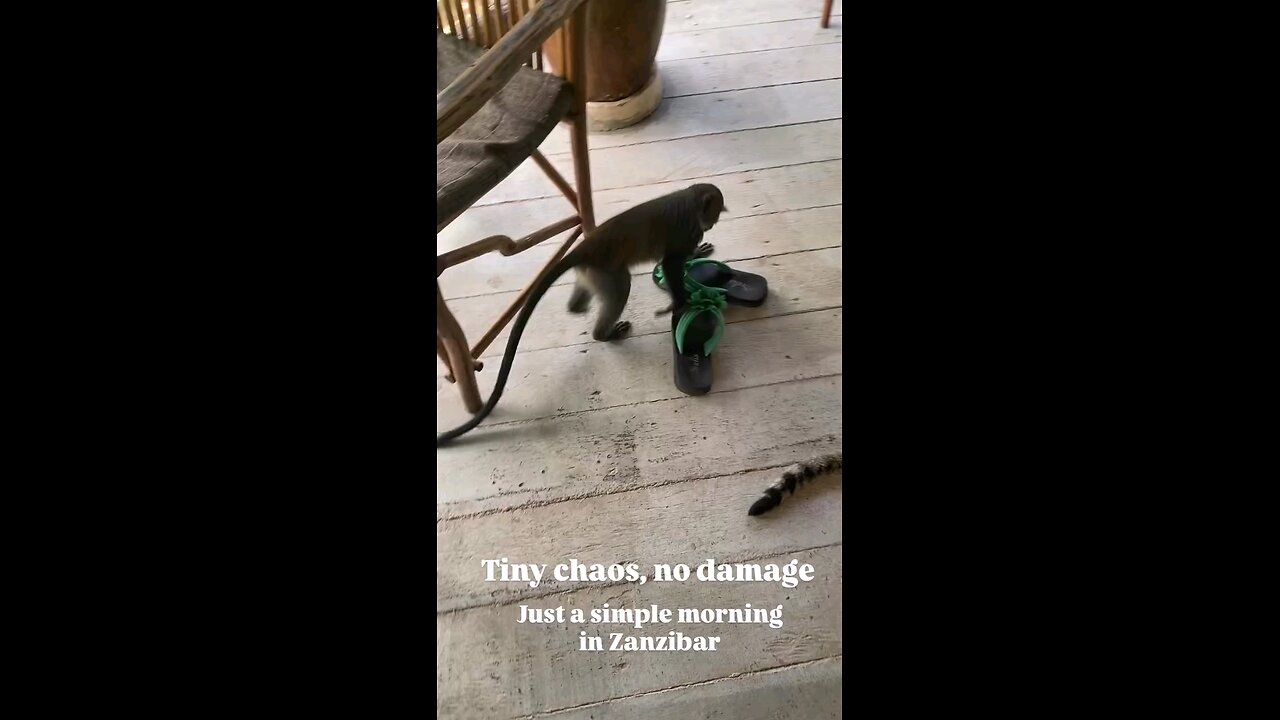 🐒