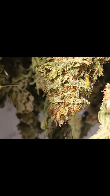 Wedding cheesecake drying day 4