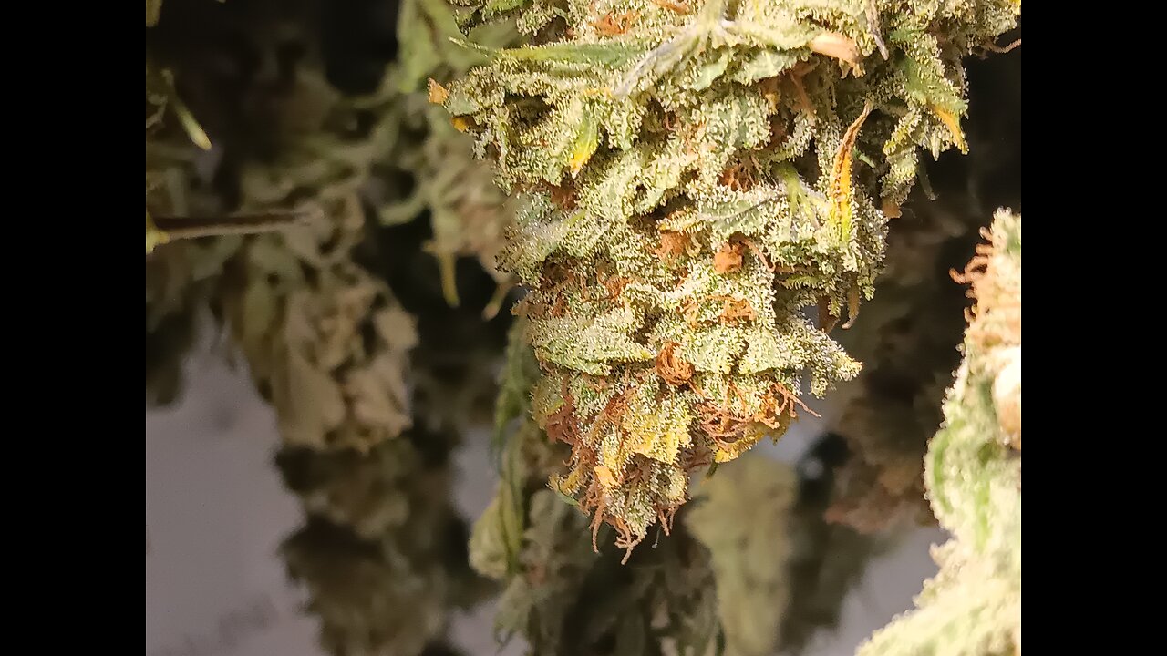 Wedding cheesecake drying day 4