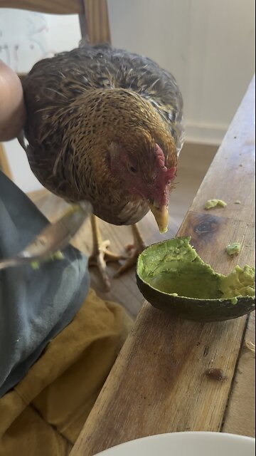 Chicken joins us for brunch