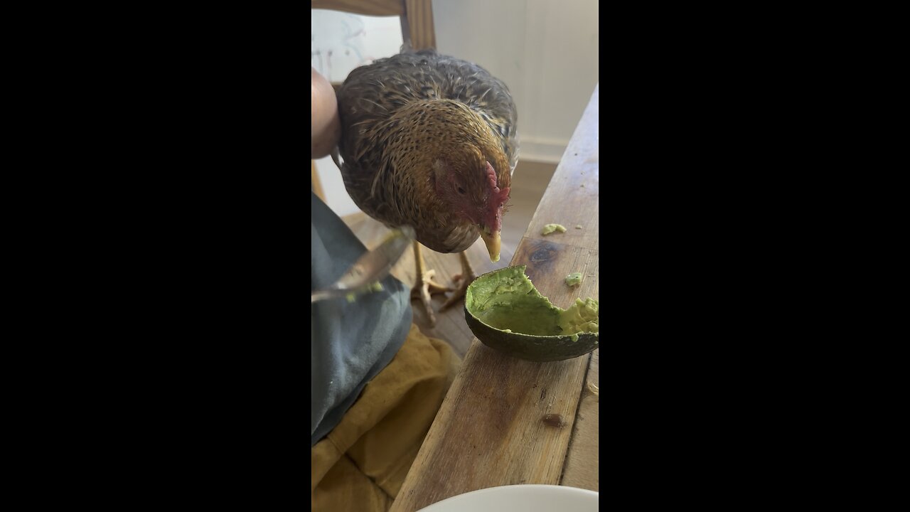 Chicken joins us for brunch