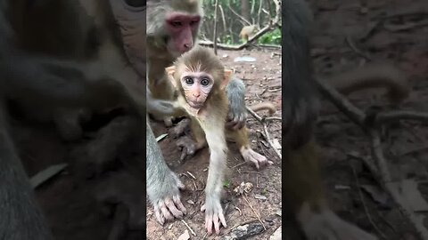 Baby monkey is curious when meeting strangers
