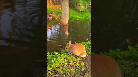The little rabbit takes the little duck to swim and pet it. Rabbit, a cute little pastoral pet.