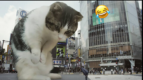 Funny Animal Videos - CATS/DOGS