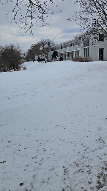 Lots of Geese and Ducks at the Bird Feeder