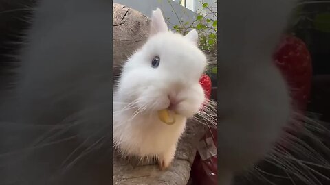 The sound of the rabbit eating bean sprouts is soothing and cute. The rabbit is a cute little pasto