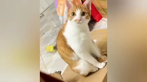 Cute 🥰 Cat Funny🤣 Video Part 1